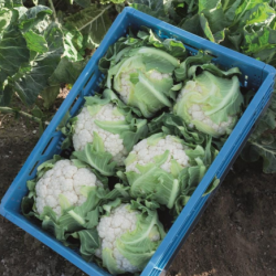 Kalafior Zaragoza f1 2500 nasion precyzja st